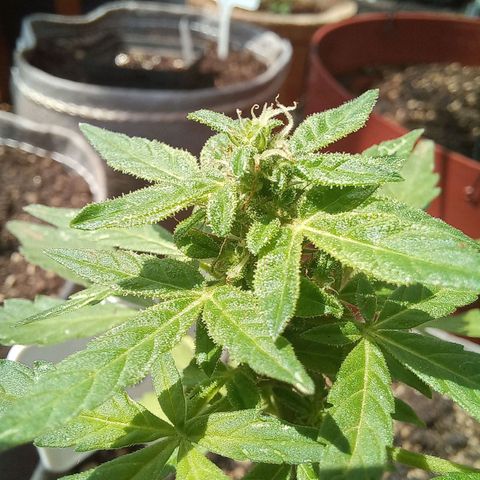 White Widow Auto growlog timeline photo