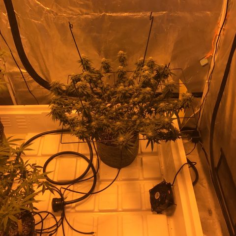 Gorilla Zkittles growlog timeline photo