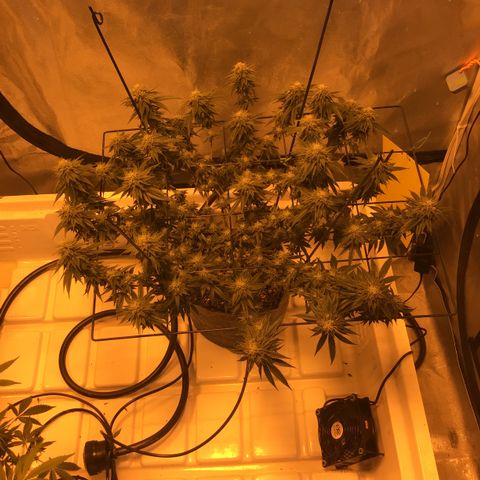 Gorilla Zkittles growlog photo: Week 5 of Flower