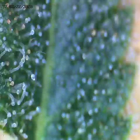 Gorilla Zkittles growlog timeline photo