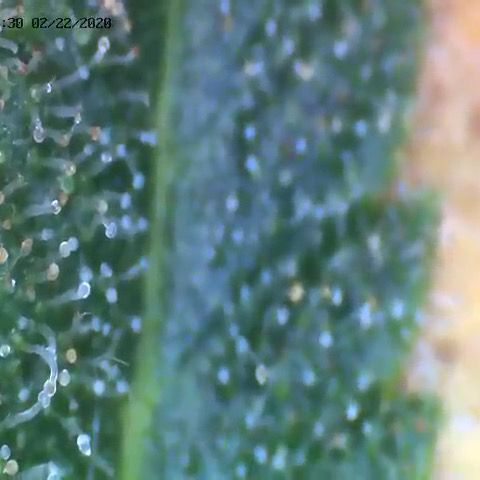 Gorilla Zkittles growlog timeline photo