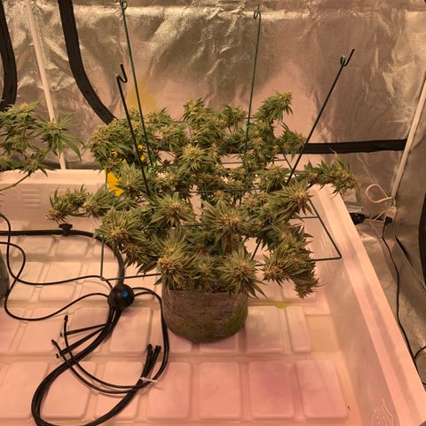 Gorilla Zkittles growlog timeline photo