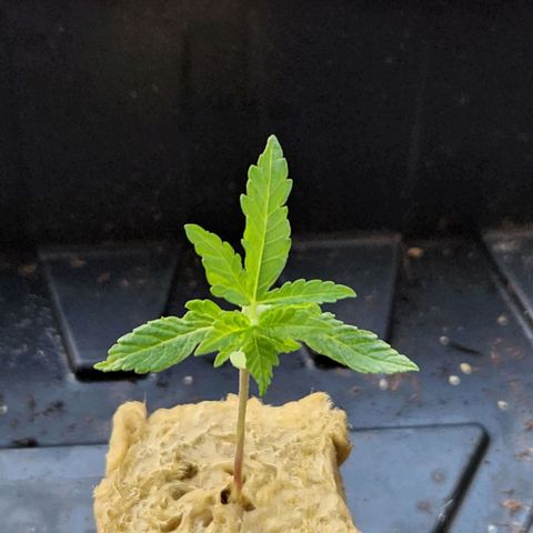 Unknown strain growlog timeline photo