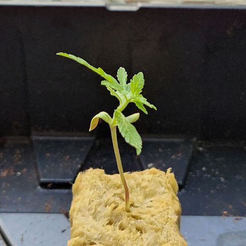 Unknown strain growlog timeline photo
