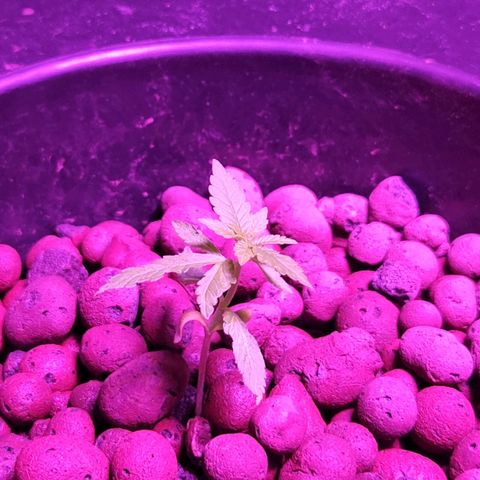 Unknown strain growlog photo: Deep water culture with 2 tsp of Floragrow
