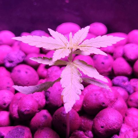 Unknown strain growlog timeline photo