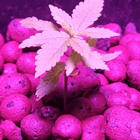 Unknown strain growlog timeline photo
