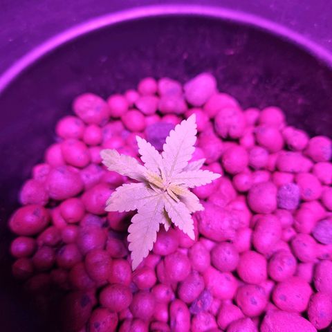 Unknown strain growlog timeline photo