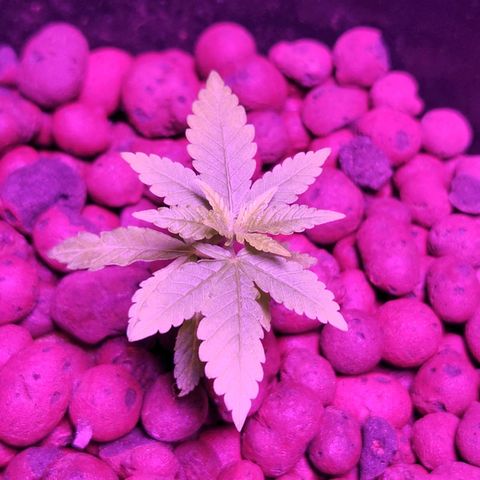 Unknown strain growlog timeline photo