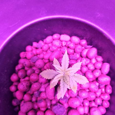 Unknown strain growlog timeline photo