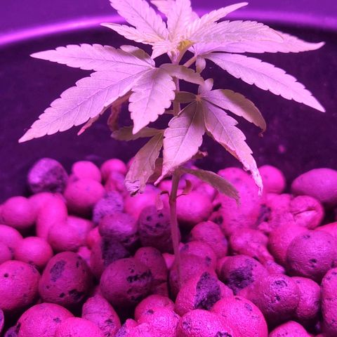 Unknown strain growlog timeline photo
