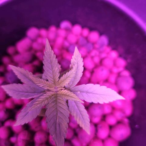 Unknown strain growlog timeline photo