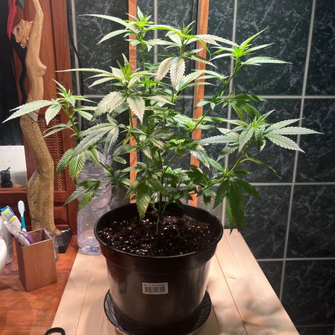 Green Gelato growlog photo: 58cm
