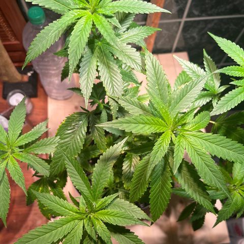 Green Gelato growlog photo: 58cm