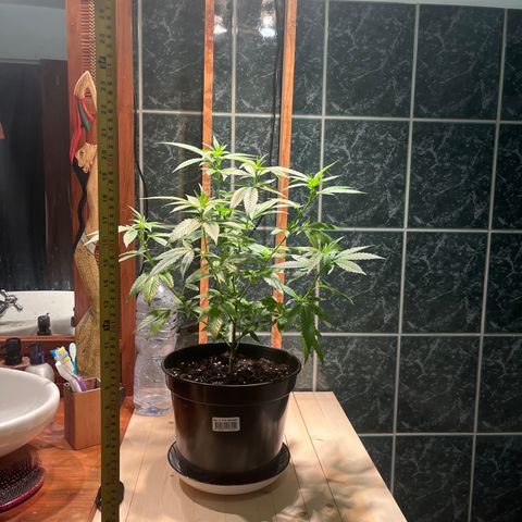 Green Gelato growlog photo: 58cm