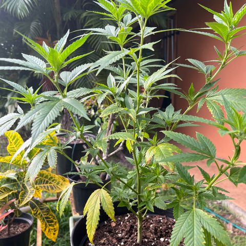 Green Gelato growlog timeline photo