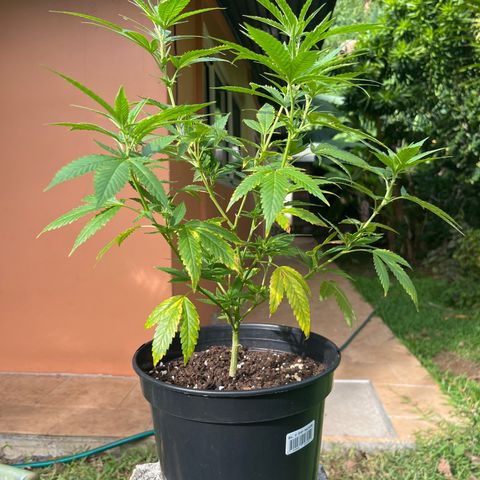 Green Gelato growlog timeline photo