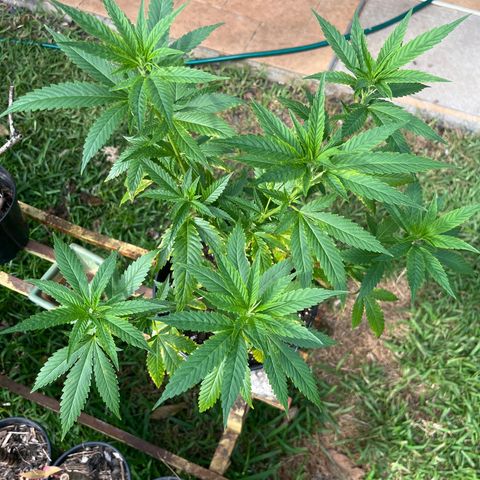 Green Gelato growlog timeline photo