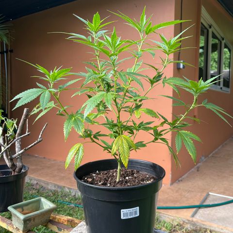 Green Gelato growlog timeline photo