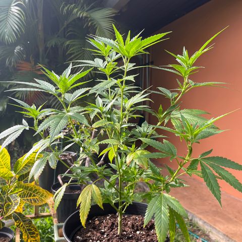 Green Gelato growlog timeline photo