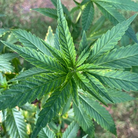 Green Gelato growlog timeline photo