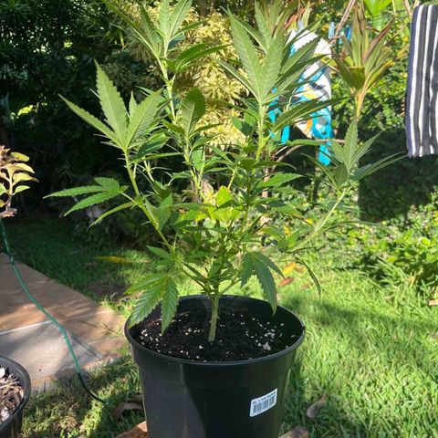 Green Gelato growlog timeline photo