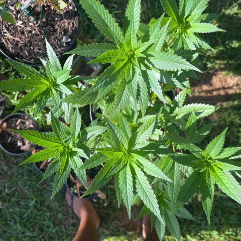 Green Gelato growlog timeline photo