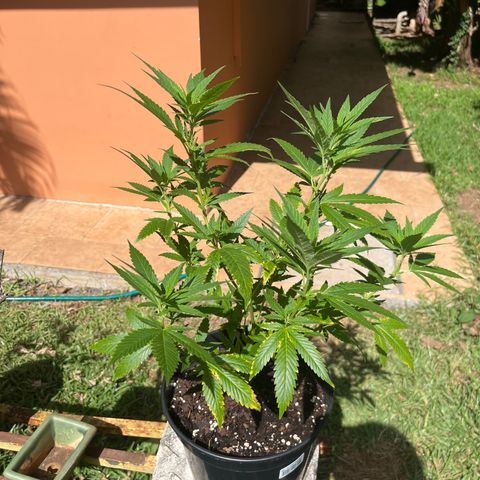 Green Gelato growlog photo: After trimming 
