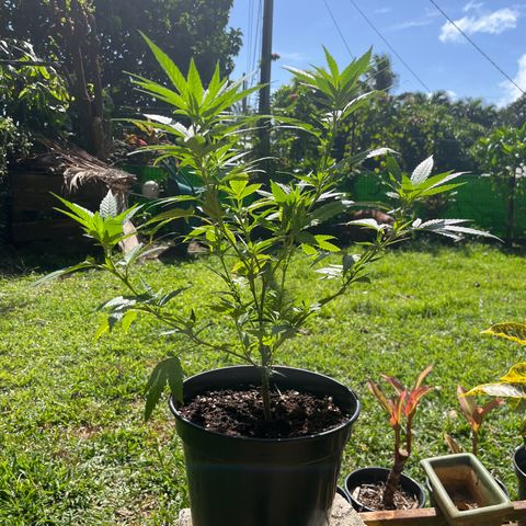 Green Gelato growlog timeline photo