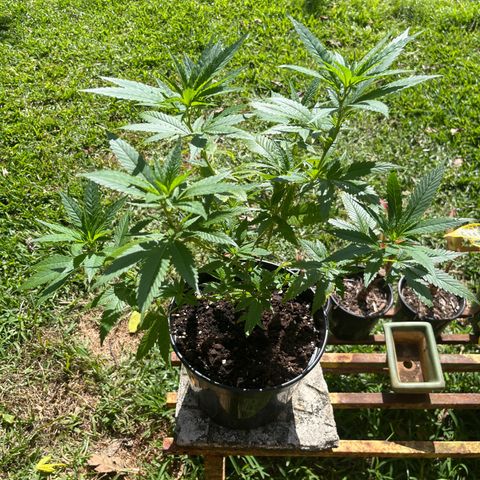 Green Gelato growlog timeline photo