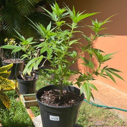 Green Gelato growlog timeline photo