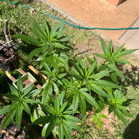 Green Gelato growlog timeline photo