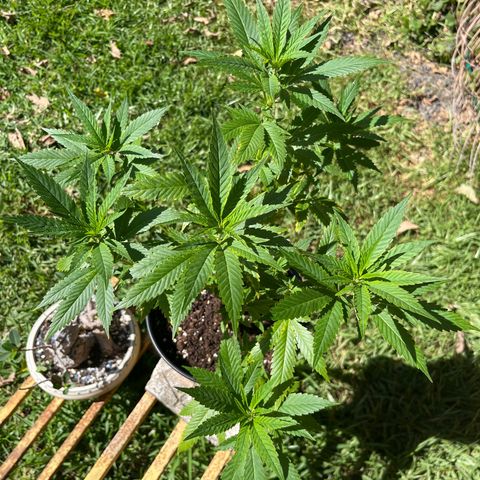 Green Gelato growlog photo: 1PM