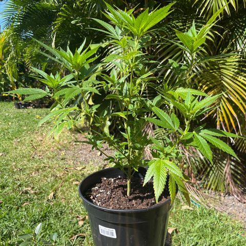 Green Gelato growlog photo: 1PM
