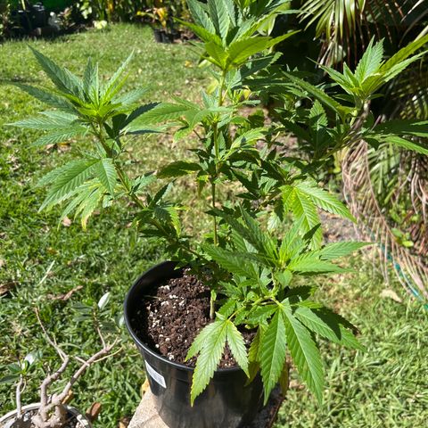 Green Gelato growlog photo: 1PM