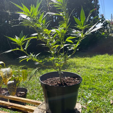 Green Gelato growlog photo: 1PM
