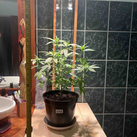 Green Gelato growlog timeline photo