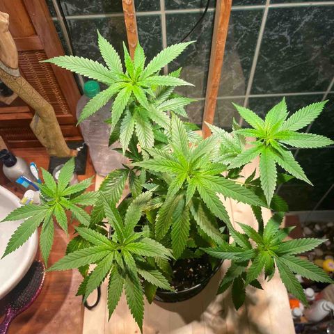 Green Gelato growlog timeline photo
