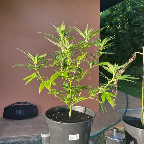Green Gelato growlog timeline photo
