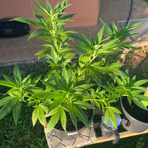 Green Gelato growlog timeline photo