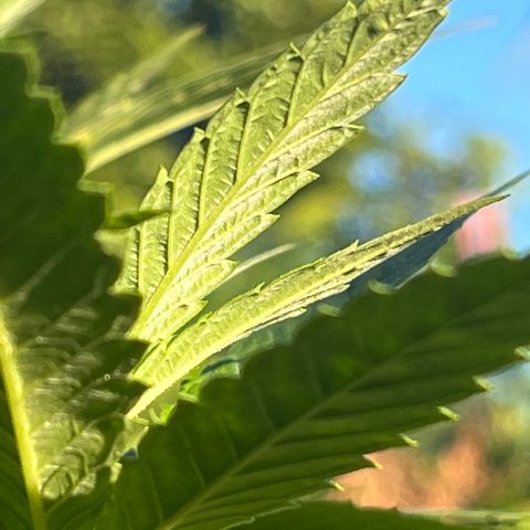 Green Gelato growlog timeline photo