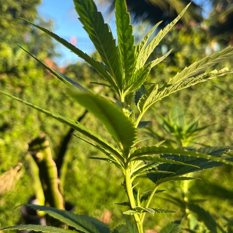 Green Gelato growlog timeline photo
