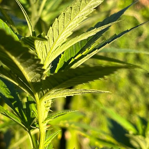 Green Gelato growlog timeline photo