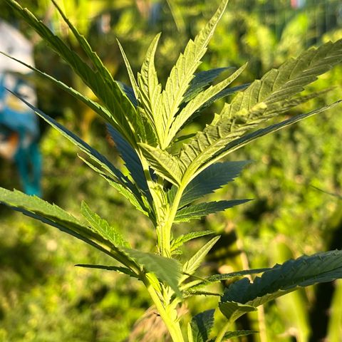 Green Gelato growlog timeline photo