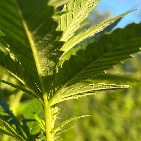Green Gelato growlog timeline photo