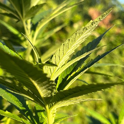 Green Gelato growlog timeline photo