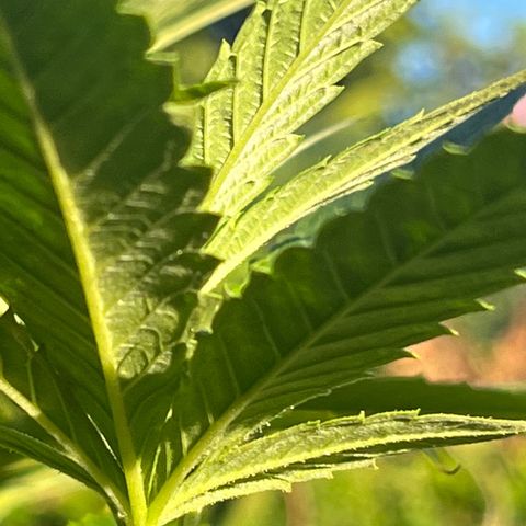 Green Gelato growlog timeline photo