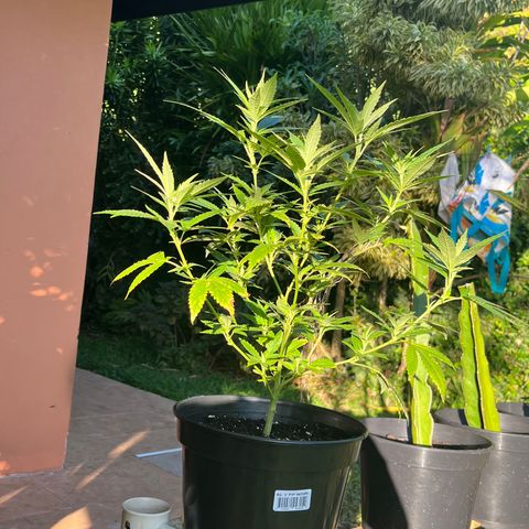 Green Gelato growlog timeline photo