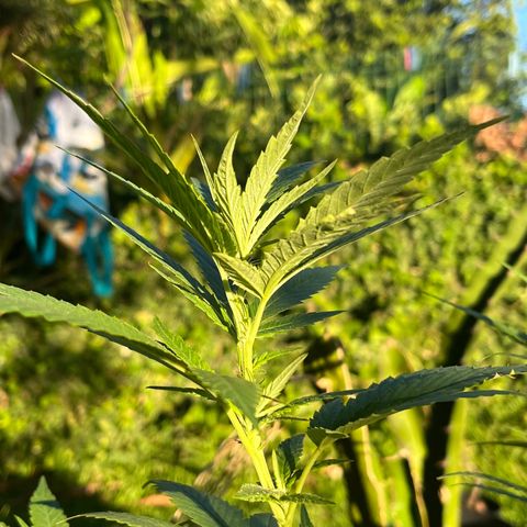 Green Gelato growlog timeline photo
