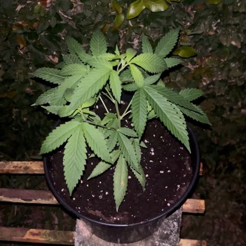 Green Gelato growlog timeline photo